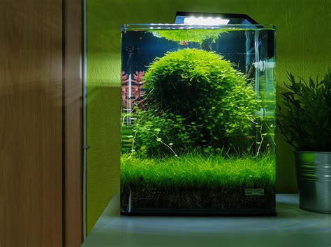 Acquario cuboChi non si informa adeguatamente in anticipo corre il rischio di ricevere acquario cubo che non hanno la funzione desiderata o sono realizzati con materiali di qualità inferiore. Se volete un prodotto che soddisfi al meglio le vostre aspettative, dovreste provare un acquario cubo.
  <p>Per i prodotti si possono trovare test online e confronti tra i prodotti.  I confronti tra i prodotti possono aiutare a confrontare le diverse funzioni o proprietà dei diversi prodotti. Di seguito, spieghiamo perché la ricerca è importante e di cosa si dovrebbe essere consapevoli quando si acquista un articolo.
</p>

<h2>Acquisto di Acquario cubo - criteri importanti</h2>

<p>Una lista di controllo può aiutarti a evitare di dover cercare informazioni sui prodotti su decine di siti web. Di seguito è riportato un esempio di una lista di controllo che può aiutarvi a trovare il prodotto giusto. Importanti criteri di acquisto includono, ad esempio:
</p><ul>
<li>Opinioni dei clienti</li>
<li>Confronti dei prezzi</li>
<li>Dettagli del prodotto</li>
<li>Termini e condizioni di consegna</li>
<li>Domande dei clienti e risposte dei marchi</li>
</ul>
<h2>Qual è l