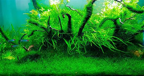 Acquario javaChi non si informa adeguatamente in anticipo corre il rischio di ricevere acquario java che non hanno la funzione desiderata o sono realizzati con materiali di qualità inferiore. Se volete un prodotto che soddisfi al meglio le vostre aspettative, dovreste provare un acquario java.
  <p>Per i prodotti si possono trovare test online e confronti tra i prodotti.  I confronti tra i prodotti possono aiutare a confrontare le diverse funzioni o proprietà dei diversi prodotti. Di seguito, spieghiamo perché la ricerca è importante e di cosa si dovrebbe essere consapevoli quando si acquista un articolo.
</p>

<h2>Acquisto di Acquario java - criteri importanti</h2>

<p>Una lista di controllo può aiutarti a evitare di dover cercare informazioni sui prodotti su decine di siti web. Di seguito è riportato un esempio di una lista di controllo che può aiutarvi a trovare il prodotto giusto. Importanti criteri di acquisto includono, ad esempio:
</p><ul>
<li>Opinioni dei clienti</li>
<li>Confronti dei prezzi</li>
<li>Dettagli del prodotto</li>
<li>Termini e condizioni di consegna</li>
<li>Domande dei clienti e risposte dei marchi</li>
</ul>
<h2>Qual è l