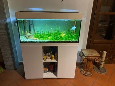 Acquario nuovissimoChi non si informa adeguatamente in anticipo corre il rischio di ricevere acquario nuovissimo che non hanno la funzione desiderata o sono realizzati con materiali di qualità inferiore. Se volete un prodotto che soddisfi al meglio le vostre aspettative, dovreste provare un acquario nuovissimo.
  <p>Per i prodotti si possono trovare test online e confronti tra i prodotti.  I confronti tra i prodotti possono aiutare a confrontare le diverse funzioni o proprietà dei diversi prodotti. Di seguito, spieghiamo perché la ricerca è importante e di cosa si dovrebbe essere consapevoli quando si acquista un articolo.
</p>

<h2>Acquisto di Acquario nuovissimo - criteri importanti</h2>

<p>Una lista di controllo può aiutarti a evitare di dover cercare informazioni sui prodotti su decine di siti web. Di seguito è riportato un esempio di una lista di controllo che può aiutarvi a trovare il prodotto giusto. Importanti criteri di acquisto includono, ad esempio:
</p><ul>
<li>Opinioni dei clienti</li>
<li>Confronti dei prezzi</li>
<li>Dettagli del prodotto</li>
<li>Termini e condizioni di consegna</li>
<li>Domande dei clienti e risposte dei marchi</li>
</ul>
<h2>Qual è l
