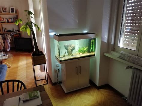 Acquario usatoChi non si informa adeguatamente in anticipo corre il rischio di ricevere acquario usato che non hanno la funzione desiderata o sono realizzati con materiali di qualità inferiore. Se volete un prodotto che soddisfi al meglio le vostre aspettative, dovreste provare un acquario usato.
  <p>Per i prodotti si possono trovare test online e confronti tra i prodotti.  I confronti tra i prodotti possono aiutare a confrontare le diverse funzioni o proprietà dei diversi prodotti. Di seguito, spieghiamo perché la ricerca è importante e di cosa si dovrebbe essere consapevoli quando si acquista un articolo.
</p>

<h2>Acquisto di Acquario usato - criteri importanti</h2>

<p>Una lista di controllo può aiutarti a evitare di dover cercare informazioni sui prodotti su decine di siti web. Di seguito è riportato un esempio di una lista di controllo che può aiutarvi a trovare il prodotto giusto. Importanti criteri di acquisto includono, ad esempio:
</p><ul>
<li>Opinioni dei clienti</li>
<li>Confronti dei prezzi</li>
<li>Dettagli del prodotto</li>
<li>Termini e condizioni di consegna</li>
<li>Domande dei clienti e risposte dei marchi</li>
</ul>
<h2>Qual è l