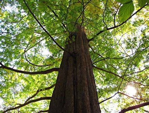 Alberi alto fustoChi non si informa adeguatamente in anticipo corre il rischio di ricevere alberi alto fusto che non hanno la funzione desiderata o sono realizzati con materiali di qualità inferiore. Se volete un prodotto che soddisfi al meglio le vostre aspettative, dovreste provare un alberi alto fusto.
  <p>Per i prodotti si possono trovare test online e confronti tra i prodotti.  I confronti tra i prodotti possono aiutare a confrontare le diverse funzioni o proprietà dei diversi prodotti. Di seguito, spieghiamo perché la ricerca è importante e di cosa si dovrebbe essere consapevoli quando si acquista un articolo.
</p>

<h2>Acquisto di Alberi alto fusto - criteri importanti</h2>

<p>Una lista di controllo può aiutarti a evitare di dover cercare informazioni sui prodotti su decine di siti web. Di seguito è riportato un esempio di una lista di controllo che può aiutarvi a trovare il prodotto giusto. Importanti criteri di acquisto includono, ad esempio:
</p><ul>
<li>Opinioni dei clienti</li>
<li>Confronti dei prezzi</li>
<li>Dettagli del prodotto</li>
<li>Termini e condizioni di consegna</li>
<li>Domande dei clienti e risposte dei marchi</li>
</ul>
<h2>Qual è l