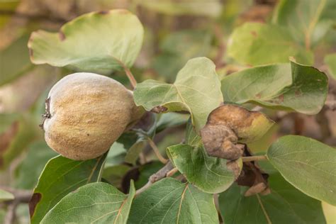 Albero fruttaChi non si informa adeguatamente in anticipo corre il rischio di ricevere albero frutta che non hanno la funzione desiderata o sono realizzati con materiali di qualità inferiore. Se volete un prodotto che soddisfi al meglio le vostre aspettative, dovreste provare un albero frutta.
  <p>Per i prodotti si possono trovare test online e confronti tra i prodotti.  I confronti tra i prodotti possono aiutare a confrontare le diverse funzioni o proprietà dei diversi prodotti. Di seguito, spieghiamo perché la ricerca è importante e di cosa si dovrebbe essere consapevoli quando si acquista un articolo.
</p>

<h2>Acquisto di Albero frutta - criteri importanti</h2>

<p>Una lista di controllo può aiutarti a evitare di dover cercare informazioni sui prodotti su decine di siti web. Di seguito è riportato un esempio di una lista di controllo che può aiutarvi a trovare il prodotto giusto. Importanti criteri di acquisto includono, ad esempio:
</p><ul>
<li>Opinioni dei clienti</li>
<li>Confronti dei prezzi</li>
<li>Dettagli del prodotto</li>
<li>Termini e condizioni di consegna</li>
<li>Domande dei clienti e risposte dei marchi</li>
</ul>
<h2>Qual è l