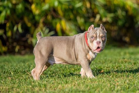 American bully pocketChi non si informa adeguatamente in anticipo corre il rischio di ricevere american bully pocket che non hanno la funzione desiderata o sono realizzati con materiali di qualità inferiore. Se volete un prodotto che soddisfi al meglio le vostre aspettative, dovreste provare un american bully pocket.
  <p>Per i prodotti si possono trovare test online e confronti tra i prodotti.  I confronti tra i prodotti possono aiutare a confrontare le diverse funzioni o proprietà dei diversi prodotti. Di seguito, spieghiamo perché la ricerca è importante e di cosa si dovrebbe essere consapevoli quando si acquista un articolo.
</p>

<h2>Acquisto di American bully pocket - criteri importanti</h2>

<p>Una lista di controllo può aiutarti a evitare di dover cercare informazioni sui prodotti su decine di siti web. Di seguito è riportato un esempio di una lista di controllo che può aiutarvi a trovare il prodotto giusto. Importanti criteri di acquisto includono, ad esempio:
</p><ul>
<li>Opinioni dei clienti</li>
<li>Confronti dei prezzi</li>
<li>Dettagli del prodotto</li>
<li>Termini e condizioni di consegna</li>
<li>Domande dei clienti e risposte dei marchi</li>
</ul>
<h2>Qual è l