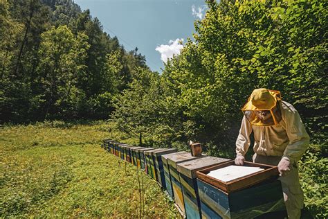 ApicolturaChi non si informa adeguatamente in anticipo corre il rischio di ricevere apicoltura che non hanno la funzione desiderata o sono realizzati con materiali di qualità inferiore. Se volete un prodotto che soddisfi al meglio le vostre aspettative, dovreste provare un apicoltura.
  <p>Per i prodotti si possono trovare test online e confronti tra i prodotti.  I confronti tra i prodotti possono aiutare a confrontare le diverse funzioni o proprietà dei diversi prodotti. Di seguito, spieghiamo perché la ricerca è importante e di cosa si dovrebbe essere consapevoli quando si acquista un articolo.
</p>

<h2>Acquisto di Apicoltura - criteri importanti</h2>

<p>Una lista di controllo può aiutarti a evitare di dover cercare informazioni sui prodotti su decine di siti web. Di seguito è riportato un esempio di una lista di controllo che può aiutarvi a trovare il prodotto giusto. Importanti criteri di acquisto includono, ad esempio:
</p><ul>
<li>Opinioni dei clienti</li>
<li>Confronti dei prezzi</li>
<li>Dettagli del prodotto</li>
<li>Termini e condizioni di consegna</li>
<li>Domande dei clienti e risposte dei marchi</li>
</ul>
<h2>Qual è l