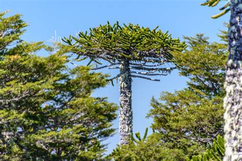 AraucariaChi non si informa adeguatamente in anticipo corre il rischio di ricevere araucaria che non hanno la funzione desiderata o sono realizzati con materiali di qualità inferiore. Se volete un prodotto che soddisfi al meglio le vostre aspettative, dovreste provare un araucaria.
  <p>Per i prodotti si possono trovare test online e confronti tra i prodotti.  I confronti tra i prodotti possono aiutare a confrontare le diverse funzioni o proprietà dei diversi prodotti. Di seguito, spieghiamo perché la ricerca è importante e di cosa si dovrebbe essere consapevoli quando si acquista un articolo.
</p>

<h2>Acquisto di Araucaria - criteri importanti</h2>

<p>Una lista di controllo può aiutarti a evitare di dover cercare informazioni sui prodotti su decine di siti web. Di seguito è riportato un esempio di una lista di controllo che può aiutarvi a trovare il prodotto giusto. Importanti criteri di acquisto includono, ad esempio:
</p><ul>
<li>Opinioni dei clienti</li>
<li>Confronti dei prezzi</li>
<li>Dettagli del prodotto</li>
<li>Termini e condizioni di consegna</li>
<li>Domande dei clienti e risposte dei marchi</li>
</ul>
<h2>Qual è l