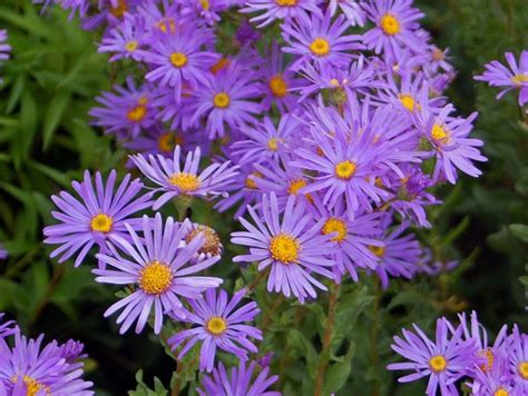 AsterChi non si informa adeguatamente in anticipo corre il rischio di ricevere aster che non hanno la funzione desiderata o sono realizzati con materiali di qualità inferiore. Se volete un prodotto che soddisfi al meglio le vostre aspettative, dovreste provare un aster.
  <p>Per i prodotti si possono trovare test online e confronti tra i prodotti.  I confronti tra i prodotti possono aiutare a confrontare le diverse funzioni o proprietà dei diversi prodotti. Di seguito, spieghiamo perché la ricerca è importante e di cosa si dovrebbe essere consapevoli quando si acquista un articolo.
</p>

<h2>Acquisto di Aster - criteri importanti</h2>

<p>Una lista di controllo può aiutarti a evitare di dover cercare informazioni sui prodotti su decine di siti web. Di seguito è riportato un esempio di una lista di controllo che può aiutarvi a trovare il prodotto giusto. Importanti criteri di acquisto includono, ad esempio:
</p><ul>
<li>Opinioni dei clienti</li>
<li>Confronti dei prezzi</li>
<li>Dettagli del prodotto</li>
<li>Termini e condizioni di consegna</li>
<li>Domande dei clienti e risposte dei marchi</li>
</ul>
<h2>Qual è l