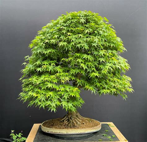 Bonsai acerChi non si informa adeguatamente in anticipo corre il rischio di ricevere bonsai acer che non hanno la funzione desiderata o sono realizzati con materiali di qualità inferiore. Se volete un prodotto che soddisfi al meglio le vostre aspettative, dovreste provare un bonsai acer.
  <p>Per i prodotti si possono trovare test online e confronti tra i prodotti.  I confronti tra i prodotti possono aiutare a confrontare le diverse funzioni o proprietà dei diversi prodotti. Di seguito, spieghiamo perché la ricerca è importante e di cosa si dovrebbe essere consapevoli quando si acquista un articolo.
</p>

<h2>Acquisto di Bonsai acer - criteri importanti</h2>

<p>Una lista di controllo può aiutarti a evitare di dover cercare informazioni sui prodotti su decine di siti web. Di seguito è riportato un esempio di una lista di controllo che può aiutarvi a trovare il prodotto giusto. Importanti criteri di acquisto includono, ad esempio:
</p><ul>
<li>Opinioni dei clienti</li>
<li>Confronti dei prezzi</li>
<li>Dettagli del prodotto</li>
<li>Termini e condizioni di consegna</li>
<li>Domande dei clienti e risposte dei marchi</li>
</ul>
<h2>Qual è l