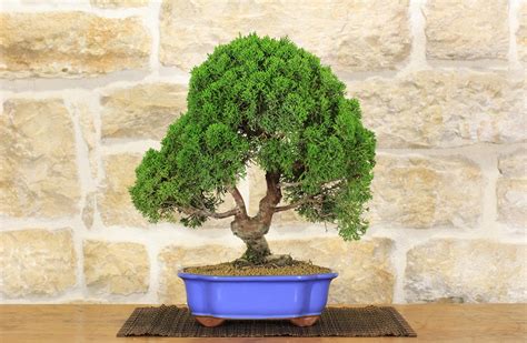 Bonsai gineproChi non si informa adeguatamente in anticipo corre il rischio di ricevere bonsai ginepro che non hanno la funzione desiderata o sono realizzati con materiali di qualità inferiore. Se volete un prodotto che soddisfi al meglio le vostre aspettative, dovreste provare un bonsai ginepro.
  <p>Per i prodotti si possono trovare test online e confronti tra i prodotti.  I confronti tra i prodotti possono aiutare a confrontare le diverse funzioni o proprietà dei diversi prodotti. Di seguito, spieghiamo perché la ricerca è importante e di cosa si dovrebbe essere consapevoli quando si acquista un articolo.
</p>

<h2>Acquisto di Bonsai ginepro - criteri importanti</h2>

<p>Una lista di controllo può aiutarti a evitare di dover cercare informazioni sui prodotti su decine di siti web. Di seguito è riportato un esempio di una lista di controllo che può aiutarvi a trovare il prodotto giusto. Importanti criteri di acquisto includono, ad esempio:
</p><ul>
<li>Opinioni dei clienti</li>
<li>Confronti dei prezzi</li>
<li>Dettagli del prodotto</li>
<li>Termini e condizioni di consegna</li>
<li>Domande dei clienti e risposte dei marchi</li>
</ul>
<h2>Qual è l