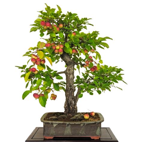 Bonsai melo malusChi non si informa adeguatamente in anticipo corre il rischio di ricevere bonsai melo malus che non hanno la funzione desiderata o sono realizzati con materiali di qualità inferiore. Se volete un prodotto che soddisfi al meglio le vostre aspettative, dovreste provare un bonsai melo malus.
  <p>Per i prodotti si possono trovare test online e confronti tra i prodotti.  I confronti tra i prodotti possono aiutare a confrontare le diverse funzioni o proprietà dei diversi prodotti. Di seguito, spieghiamo perché la ricerca è importante e di cosa si dovrebbe essere consapevoli quando si acquista un articolo.
</p>

<h2>Acquisto di Bonsai melo malus - criteri importanti</h2>

<p>Una lista di controllo può aiutarti a evitare di dover cercare informazioni sui prodotti su decine di siti web. Di seguito è riportato un esempio di una lista di controllo che può aiutarvi a trovare il prodotto giusto. Importanti criteri di acquisto includono, ad esempio:
</p><ul>
<li>Opinioni dei clienti</li>
<li>Confronti dei prezzi</li>
<li>Dettagli del prodotto</li>
<li>Termini e condizioni di consegna</li>
<li>Domande dei clienti e risposte dei marchi</li>
</ul>
<h2>Qual è l