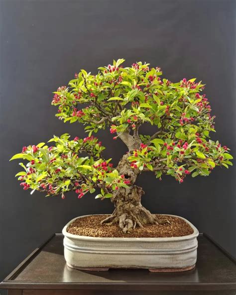 Bonsai varietaChi non si informa adeguatamente in anticipo corre il rischio di ricevere bonsai varieta che non hanno la funzione desiderata o sono realizzati con materiali di qualità inferiore. Se volete un prodotto che soddisfi al meglio le vostre aspettative, dovreste provare un bonsai varieta.
  <p>Per i prodotti si possono trovare test online e confronti tra i prodotti.  I confronti tra i prodotti possono aiutare a confrontare le diverse funzioni o proprietà dei diversi prodotti. Di seguito, spieghiamo perché la ricerca è importante e di cosa si dovrebbe essere consapevoli quando si acquista un articolo.
</p>

<h2>Acquisto di Bonsai varieta - criteri importanti</h2>

<p>Una lista di controllo può aiutarti a evitare di dover cercare informazioni sui prodotti su decine di siti web. Di seguito è riportato un esempio di una lista di controllo che può aiutarvi a trovare il prodotto giusto. Importanti criteri di acquisto includono, ad esempio:
</p><ul>
<li>Opinioni dei clienti</li>
<li>Confronti dei prezzi</li>
<li>Dettagli del prodotto</li>
<li>Termini e condizioni di consegna</li>
<li>Domande dei clienti e risposte dei marchi</li>
</ul>
<h2>Qual è l