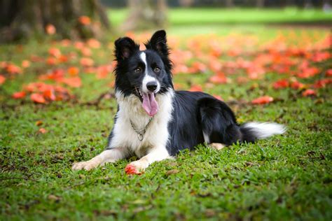 Border collie carChi non si informa adeguatamente in anticipo corre il rischio di ricevere border collie car che non hanno la funzione desiderata o sono realizzati con materiali di qualità inferiore. Se volete un prodotto che soddisfi al meglio le vostre aspettative, dovreste provare un border collie car.
  <p>Per i prodotti si possono trovare test online e confronti tra i prodotti.  I confronti tra i prodotti possono aiutare a confrontare le diverse funzioni o proprietà dei diversi prodotti. Di seguito, spieghiamo perché la ricerca è importante e di cosa si dovrebbe essere consapevoli quando si acquista un articolo.
</p>

<h2>Acquisto di Border collie car - criteri importanti</h2>

<p>Una lista di controllo può aiutarti a evitare di dover cercare informazioni sui prodotti su decine di siti web. Di seguito è riportato un esempio di una lista di controllo che può aiutarvi a trovare il prodotto giusto. Importanti criteri di acquisto includono, ad esempio:
</p><ul>
<li>Opinioni dei clienti</li>
<li>Confronti dei prezzi</li>
<li>Dettagli del prodotto</li>
<li>Termini e condizioni di consegna</li>
<li>Domande dei clienti e risposte dei marchi</li>
</ul>
<h2>Qual è l