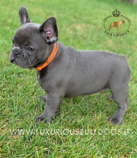 Bouledogue francese bluChi non si informa adeguatamente in anticipo corre il rischio di ricevere bouledogue francese blu che non hanno la funzione desiderata o sono realizzati con materiali di qualità inferiore. Se volete un prodotto che soddisfi al meglio le vostre aspettative, dovreste provare un bouledogue francese blu.
  <p>Per i prodotti si possono trovare test online e confronti tra i prodotti.  I confronti tra i prodotti possono aiutare a confrontare le diverse funzioni o proprietà dei diversi prodotti. Di seguito, spieghiamo perché la ricerca è importante e di cosa si dovrebbe essere consapevoli quando si acquista un articolo.
</p>

<h2>Acquisto di Bouledogue francese blu - criteri importanti</h2>

<p>Una lista di controllo può aiutarti a evitare di dover cercare informazioni sui prodotti su decine di siti web. Di seguito è riportato un esempio di una lista di controllo che può aiutarvi a trovare il prodotto giusto. Importanti criteri di acquisto includono, ad esempio:
</p><ul>
<li>Opinioni dei clienti</li>
<li>Confronti dei prezzi</li>
<li>Dettagli del prodotto</li>
<li>Termini e condizioni di consegna</li>
<li>Domande dei clienti e risposte dei marchi</li>
</ul>
<h2>Qual è l