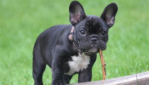 Bouledogue franceseChi non si informa adeguatamente in anticipo corre il rischio di ricevere bouledogue francese che non hanno la funzione desiderata o sono realizzati con materiali di qualità inferiore. Se volete un prodotto che soddisfi al meglio le vostre aspettative, dovreste provare un bouledogue francese.
  <p>Per i prodotti si possono trovare test online e confronti tra i prodotti.  I confronti tra i prodotti possono aiutare a confrontare le diverse funzioni o proprietà dei diversi prodotti. Di seguito, spieghiamo perché la ricerca è importante e di cosa si dovrebbe essere consapevoli quando si acquista un articolo.
</p>

<h2>Acquisto di Bouledogue francese - criteri importanti</h2>

<p>Una lista di controllo può aiutarti a evitare di dover cercare informazioni sui prodotti su decine di siti web. Di seguito è riportato un esempio di una lista di controllo che può aiutarvi a trovare il prodotto giusto. Importanti criteri di acquisto includono, ad esempio:
</p><ul>
<li>Opinioni dei clienti</li>
<li>Confronti dei prezzi</li>
<li>Dettagli del prodotto</li>
<li>Termini e condizioni di consegna</li>
<li>Domande dei clienti e risposte dei marchi</li>
</ul>
<h2>Qual è l