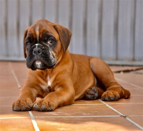 Boxer cuccioli altaChi non si informa adeguatamente in anticipo corre il rischio di ricevere boxer cuccioli alta che non hanno la funzione desiderata o sono realizzati con materiali di qualità inferiore. Se volete un prodotto che soddisfi al meglio le vostre aspettative, dovreste provare un boxer cuccioli alta.
  <p>Per i prodotti si possono trovare test online e confronti tra i prodotti.  I confronti tra i prodotti possono aiutare a confrontare le diverse funzioni o proprietà dei diversi prodotti. Di seguito, spieghiamo perché la ricerca è importante e di cosa si dovrebbe essere consapevoli quando si acquista un articolo.
</p>

<h2>Acquisto di Boxer cuccioli alta - criteri importanti</h2>

<p>Una lista di controllo può aiutarti a evitare di dover cercare informazioni sui prodotti su decine di siti web. Di seguito è riportato un esempio di una lista di controllo che può aiutarvi a trovare il prodotto giusto. Importanti criteri di acquisto includono, ad esempio:
</p><ul>
<li>Opinioni dei clienti</li>
<li>Confronti dei prezzi</li>
<li>Dettagli del prodotto</li>
<li>Termini e condizioni di consegna</li>
<li>Domande dei clienti e risposte dei marchi</li>
</ul>
<h2>Qual è l