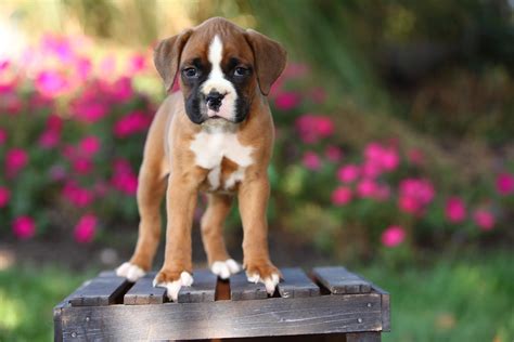 Boxer puppiesChi non si informa adeguatamente in anticipo corre il rischio di ricevere boxer puppies che non hanno la funzione desiderata o sono realizzati con materiali di qualità inferiore. Se volete un prodotto che soddisfi al meglio le vostre aspettative, dovreste provare un boxer puppies.
  <p>Per i prodotti si possono trovare test online e confronti tra i prodotti.  I confronti tra i prodotti possono aiutare a confrontare le diverse funzioni o proprietà dei diversi prodotti. Di seguito, spieghiamo perché la ricerca è importante e di cosa si dovrebbe essere consapevoli quando si acquista un articolo.
</p>

<h2>Acquisto di Boxer puppies - criteri importanti</h2>

<p>Una lista di controllo può aiutarti a evitare di dover cercare informazioni sui prodotti su decine di siti web. Di seguito è riportato un esempio di una lista di controllo che può aiutarvi a trovare il prodotto giusto. Importanti criteri di acquisto includono, ad esempio:
</p><ul>
<li>Opinioni dei clienti</li>
<li>Confronti dei prezzi</li>
<li>Dettagli del prodotto</li>
<li>Termini e condizioni di consegna</li>
<li>Domande dei clienti e risposte dei marchi</li>
</ul>
<h2>Qual è l