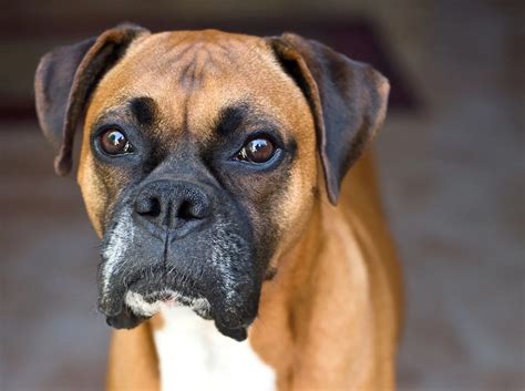 BoxerChi non si informa adeguatamente in anticipo corre il rischio di ricevere boxer che non hanno la funzione desiderata o sono realizzati con materiali di qualità inferiore. Se volete un prodotto che soddisfi al meglio le vostre aspettative, dovreste provare un boxer.
  <p>Per i prodotti si possono trovare test online e confronti tra i prodotti.  I confronti tra i prodotti possono aiutare a confrontare le diverse funzioni o proprietà dei diversi prodotti. Di seguito, spieghiamo perché la ricerca è importante e di cosa si dovrebbe essere consapevoli quando si acquista un articolo.
</p>

<h2>Acquisto di Boxer - criteri importanti</h2>

<p>Una lista di controllo può aiutarti a evitare di dover cercare informazioni sui prodotti su decine di siti web. Di seguito è riportato un esempio di una lista di controllo che può aiutarvi a trovare il prodotto giusto. Importanti criteri di acquisto includono, ad esempio:
</p><ul>
<li>Opinioni dei clienti</li>
<li>Confronti dei prezzi</li>
<li>Dettagli del prodotto</li>
<li>Termini e condizioni di consegna</li>
<li>Domande dei clienti e risposte dei marchi</li>
</ul>
<h2>Qual è l