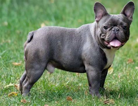 Bulldog adultiChi non si informa adeguatamente in anticipo corre il rischio di ricevere bulldog adulti che non hanno la funzione desiderata o sono realizzati con materiali di qualità inferiore. Se volete un prodotto che soddisfi al meglio le vostre aspettative, dovreste provare un bulldog adulti.
  <p>Per i prodotti si possono trovare test online e confronti tra i prodotti.  I confronti tra i prodotti possono aiutare a confrontare le diverse funzioni o proprietà dei diversi prodotti. Di seguito, spieghiamo perché la ricerca è importante e di cosa si dovrebbe essere consapevoli quando si acquista un articolo.
</p>

<h2>Acquisto di Bulldog adulti - criteri importanti</h2>

<p>Una lista di controllo può aiutarti a evitare di dover cercare informazioni sui prodotti su decine di siti web. Di seguito è riportato un esempio di una lista di controllo che può aiutarvi a trovare il prodotto giusto. Importanti criteri di acquisto includono, ad esempio:
</p><ul>
<li>Opinioni dei clienti</li>
<li>Confronti dei prezzi</li>
<li>Dettagli del prodotto</li>
<li>Termini e condizioni di consegna</li>
<li>Domande dei clienti e risposte dei marchi</li>
</ul>
<h2>Qual è l