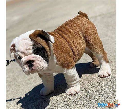 Bulldog inglese cuccioloChi non si informa adeguatamente in anticipo corre il rischio di ricevere bulldog inglese cucciolo che non hanno la funzione desiderata o sono realizzati con materiali di qualità inferiore. Se volete un prodotto che soddisfi al meglio le vostre aspettative, dovreste provare un bulldog inglese cucciolo.
  <p>Per i prodotti si possono trovare test online e confronti tra i prodotti.  I confronti tra i prodotti possono aiutare a confrontare le diverse funzioni o proprietà dei diversi prodotti. Di seguito, spieghiamo perché la ricerca è importante e di cosa si dovrebbe essere consapevoli quando si acquista un articolo.
</p>

<h2>Acquisto di Bulldog inglese cucciolo - criteri importanti</h2>

<p>Una lista di controllo può aiutarti a evitare di dover cercare informazioni sui prodotti su decine di siti web. Di seguito è riportato un esempio di una lista di controllo che può aiutarvi a trovare il prodotto giusto. Importanti criteri di acquisto includono, ad esempio:
</p><ul>
<li>Opinioni dei clienti</li>
<li>Confronti dei prezzi</li>
<li>Dettagli del prodotto</li>
<li>Termini e condizioni di consegna</li>
<li>Domande dei clienti e risposte dei marchi</li>
</ul>
<h2>Qual è l
