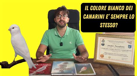 Canarini bianchiChi non si informa adeguatamente in anticipo corre il rischio di ricevere canarini bianchi che non hanno la funzione desiderata o sono realizzati con materiali di qualità inferiore. Se volete un prodotto che soddisfi al meglio le vostre aspettative, dovreste provare un canarini bianchi.
  <p>Per i prodotti si possono trovare test online e confronti tra i prodotti.  I confronti tra i prodotti possono aiutare a confrontare le diverse funzioni o proprietà dei diversi prodotti. Di seguito, spieghiamo perché la ricerca è importante e di cosa si dovrebbe essere consapevoli quando si acquista un articolo.
</p>

<h2>Acquisto di Canarini bianchi - criteri importanti</h2>

<p>Una lista di controllo può aiutarti a evitare di dover cercare informazioni sui prodotti su decine di siti web. Di seguito è riportato un esempio di una lista di controllo che può aiutarvi a trovare il prodotto giusto. Importanti criteri di acquisto includono, ad esempio:
</p><ul>
<li>Opinioni dei clienti</li>
<li>Confronti dei prezzi</li>
<li>Dettagli del prodotto</li>
<li>Termini e condizioni di consegna</li>
<li>Domande dei clienti e risposte dei marchi</li>
</ul>
<h2>Qual è l