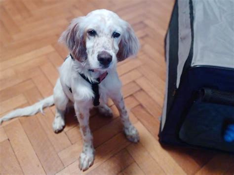 Cane bianco arancioChi non si informa adeguatamente in anticipo corre il rischio di ricevere cane bianco arancio che non hanno la funzione desiderata o sono realizzati con materiali di qualità inferiore. Se volete un prodotto che soddisfi al meglio le vostre aspettative, dovreste provare un cane bianco arancio.
  <p>Per i prodotti si possono trovare test online e confronti tra i prodotti.  I confronti tra i prodotti possono aiutare a confrontare le diverse funzioni o proprietà dei diversi prodotti. Di seguito, spieghiamo perché la ricerca è importante e di cosa si dovrebbe essere consapevoli quando si acquista un articolo.
</p>

<h2>Acquisto di Cane bianco arancio - criteri importanti</h2>

<p>Una lista di controllo può aiutarti a evitare di dover cercare informazioni sui prodotti su decine di siti web. Di seguito è riportato un esempio di una lista di controllo che può aiutarvi a trovare il prodotto giusto. Importanti criteri di acquisto includono, ad esempio:
</p><ul>
<li>Opinioni dei clienti</li>
<li>Confronti dei prezzi</li>
<li>Dettagli del prodotto</li>
<li>Termini e condizioni di consegna</li>
<li>Domande dei clienti e risposte dei marchi</li>
</ul>
<h2>Qual è l