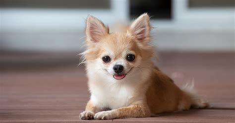 Cane chihuahuaChi non si informa adeguatamente in anticipo corre il rischio di ricevere cane chihuahua che non hanno la funzione desiderata o sono realizzati con materiali di qualità inferiore. Se volete un prodotto che soddisfi al meglio le vostre aspettative, dovreste provare un cane chihuahua.
  <p>Per i prodotti si possono trovare test online e confronti tra i prodotti.  I confronti tra i prodotti possono aiutare a confrontare le diverse funzioni o proprietà dei diversi prodotti. Di seguito, spieghiamo perché la ricerca è importante e di cosa si dovrebbe essere consapevoli quando si acquista un articolo.
</p>

<h2>Acquisto di Cane chihuahua - criteri importanti</h2>

<p>Una lista di controllo può aiutarti a evitare di dover cercare informazioni sui prodotti su decine di siti web. Di seguito è riportato un esempio di una lista di controllo che può aiutarvi a trovare il prodotto giusto. Importanti criteri di acquisto includono, ad esempio:
</p><ul>
<li>Opinioni dei clienti</li>
<li>Confronti dei prezzi</li>
<li>Dettagli del prodotto</li>
<li>Termini e condizioni di consegna</li>
<li>Domande dei clienti e risposte dei marchi</li>
</ul>
<h2>Qual è l