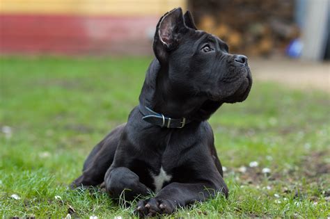 Cane corsoChi non si informa adeguatamente in anticipo corre il rischio di ricevere cane corso che non hanno la funzione desiderata o sono realizzati con materiali di qualità inferiore. Se volete un prodotto che soddisfi al meglio le vostre aspettative, dovreste provare un cane corso.
  <p>Per i prodotti si possono trovare test online e confronti tra i prodotti.  I confronti tra i prodotti possono aiutare a confrontare le diverse funzioni o proprietà dei diversi prodotti. Di seguito, spieghiamo perché la ricerca è importante e di cosa si dovrebbe essere consapevoli quando si acquista un articolo.
</p>

<h2>Acquisto di Cane corso - criteri importanti</h2>

<p>Una lista di controllo può aiutarti a evitare di dover cercare informazioni sui prodotti su decine di siti web. Di seguito è riportato un esempio di una lista di controllo che può aiutarvi a trovare il prodotto giusto. Importanti criteri di acquisto includono, ad esempio:
</p><ul>
<li>Opinioni dei clienti</li>
<li>Confronti dei prezzi</li>
<li>Dettagli del prodotto</li>
<li>Termini e condizioni di consegna</li>
<li>Domande dei clienti e risposte dei marchi</li>
</ul>
<h2>Qual è l