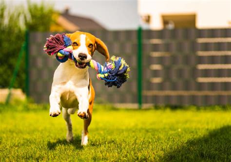 Cane giocoChi non si informa adeguatamente in anticipo corre il rischio di ricevere cane gioco che non hanno la funzione desiderata o sono realizzati con materiali di qualità inferiore. Se volete un prodotto che soddisfi al meglio le vostre aspettative, dovreste provare un cane gioco.
  <p>Per i prodotti si possono trovare test online e confronti tra i prodotti.  I confronti tra i prodotti possono aiutare a confrontare le diverse funzioni o proprietà dei diversi prodotti. Di seguito, spieghiamo perché la ricerca è importante e di cosa si dovrebbe essere consapevoli quando si acquista un articolo.
</p>

<h2>Acquisto di Cane gioco - criteri importanti</h2>

<p>Una lista di controllo può aiutarti a evitare di dover cercare informazioni sui prodotti su decine di siti web. Di seguito è riportato un esempio di una lista di controllo che può aiutarvi a trovare il prodotto giusto. Importanti criteri di acquisto includono, ad esempio:
</p><ul>
<li>Opinioni dei clienti</li>
<li>Confronti dei prezzi</li>
<li>Dettagli del prodotto</li>
<li>Termini e condizioni di consegna</li>
<li>Domande dei clienti e risposte dei marchi</li>
</ul>
<h2>Qual è l
