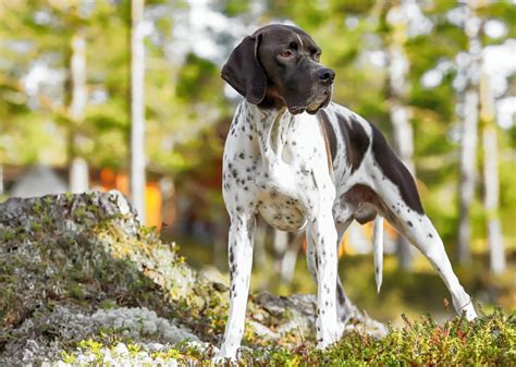Cane pointerChi non si informa adeguatamente in anticipo corre il rischio di ricevere cane pointer che non hanno la funzione desiderata o sono realizzati con materiali di qualità inferiore. Se volete un prodotto che soddisfi al meglio le vostre aspettative, dovreste provare un cane pointer.
  <p>Per i prodotti si possono trovare test online e confronti tra i prodotti.  I confronti tra i prodotti possono aiutare a confrontare le diverse funzioni o proprietà dei diversi prodotti. Di seguito, spieghiamo perché la ricerca è importante e di cosa si dovrebbe essere consapevoli quando si acquista un articolo.
</p>

<h2>Acquisto di Cane pointer - criteri importanti</h2>

<p>Una lista di controllo può aiutarti a evitare di dover cercare informazioni sui prodotti su decine di siti web. Di seguito è riportato un esempio di una lista di controllo che può aiutarvi a trovare il prodotto giusto. Importanti criteri di acquisto includono, ad esempio:
</p><ul>
<li>Opinioni dei clienti</li>
<li>Confronti dei prezzi</li>
<li>Dettagli del prodotto</li>
<li>Termini e condizioni di consegna</li>
<li>Domande dei clienti e risposte dei marchi</li>
</ul>
<h2>Qual è l