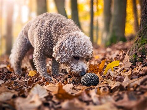 Cane tartufoChi non si informa adeguatamente in anticipo corre il rischio di ricevere cane tartufo che non hanno la funzione desiderata o sono realizzati con materiali di qualità inferiore. Se volete un prodotto che soddisfi al meglio le vostre aspettative, dovreste provare un cane tartufo.
  <p>Per i prodotti si possono trovare test online e confronti tra i prodotti.  I confronti tra i prodotti possono aiutare a confrontare le diverse funzioni o proprietà dei diversi prodotti. Di seguito, spieghiamo perché la ricerca è importante e di cosa si dovrebbe essere consapevoli quando si acquista un articolo.
</p>

<h2>Acquisto di Cane tartufo - criteri importanti</h2>

<p>Una lista di controllo può aiutarti a evitare di dover cercare informazioni sui prodotti su decine di siti web. Di seguito è riportato un esempio di una lista di controllo che può aiutarvi a trovare il prodotto giusto. Importanti criteri di acquisto includono, ad esempio:
</p><ul>
<li>Opinioni dei clienti</li>
<li>Confronti dei prezzi</li>
<li>Dettagli del prodotto</li>
<li>Termini e condizioni di consegna</li>
<li>Domande dei clienti e risposte dei marchi</li>
</ul>
<h2>Qual è l