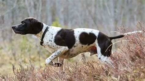 Cani da caccia pointerChi non si informa adeguatamente in anticipo corre il rischio di ricevere cani da caccia pointer che non hanno la funzione desiderata o sono realizzati con materiali di qualità inferiore. Se volete un prodotto che soddisfi al meglio le vostre aspettative, dovreste provare un cani da caccia pointer.
  <p>Per i prodotti si possono trovare test online e confronti tra i prodotti.  I confronti tra i prodotti possono aiutare a confrontare le diverse funzioni o proprietà dei diversi prodotti. Di seguito, spieghiamo perché la ricerca è importante e di cosa si dovrebbe essere consapevoli quando si acquista un articolo.
</p>

<h2>Acquisto di Cani da caccia pointer - criteri importanti</h2>

<p>Una lista di controllo può aiutarti a evitare di dover cercare informazioni sui prodotti su decine di siti web. Di seguito è riportato un esempio di una lista di controllo che può aiutarvi a trovare il prodotto giusto. Importanti criteri di acquisto includono, ad esempio:
</p><ul>
<li>Opinioni dei clienti</li>
<li>Confronti dei prezzi</li>
<li>Dettagli del prodotto</li>
<li>Termini e condizioni di consegna</li>
<li>Domande dei clienti e risposte dei marchi</li>
</ul>
<h2>Qual è l