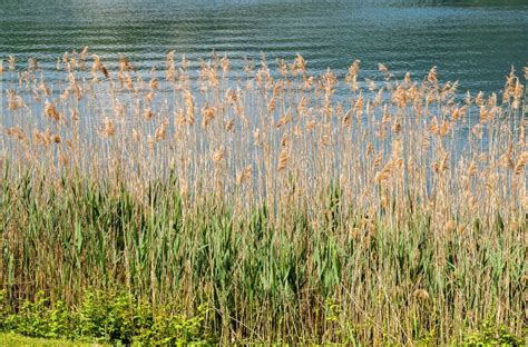 Canna da lagoChi non si informa adeguatamente in anticipo corre il rischio di ricevere canna da lago che non hanno la funzione desiderata o sono realizzati con materiali di qualità inferiore. Se volete un prodotto che soddisfi al meglio le vostre aspettative, dovreste provare un canna da lago.
  <p>Per i prodotti si possono trovare test online e confronti tra i prodotti.  I confronti tra i prodotti possono aiutare a confrontare le diverse funzioni o proprietà dei diversi prodotti. Di seguito, spieghiamo perché la ricerca è importante e di cosa si dovrebbe essere consapevoli quando si acquista un articolo.
</p>

<h2>Acquisto di Canna da lago - criteri importanti</h2>

<p>Una lista di controllo può aiutarti a evitare di dover cercare informazioni sui prodotti su decine di siti web. Di seguito è riportato un esempio di una lista di controllo che può aiutarvi a trovare il prodotto giusto. Importanti criteri di acquisto includono, ad esempio:
</p><ul>
<li>Opinioni dei clienti</li>
<li>Confronti dei prezzi</li>
<li>Dettagli del prodotto</li>
<li>Termini e condizioni di consegna</li>
<li>Domande dei clienti e risposte dei marchi</li>
</ul>
<h2>Qual è l