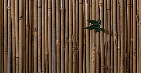 Canne bambooChi non si informa adeguatamente in anticipo corre il rischio di ricevere canne bamboo che non hanno la funzione desiderata o sono realizzati con materiali di qualità inferiore. Se volete un prodotto che soddisfi al meglio le vostre aspettative, dovreste provare un canne bamboo.
  <p>Per i prodotti si possono trovare test online e confronti tra i prodotti.  I confronti tra i prodotti possono aiutare a confrontare le diverse funzioni o proprietà dei diversi prodotti. Di seguito, spieghiamo perché la ricerca è importante e di cosa si dovrebbe essere consapevoli quando si acquista un articolo.
</p>

<h2>Acquisto di Canne bamboo - criteri importanti</h2>

<p>Una lista di controllo può aiutarti a evitare di dover cercare informazioni sui prodotti su decine di siti web. Di seguito è riportato un esempio di una lista di controllo che può aiutarvi a trovare il prodotto giusto. Importanti criteri di acquisto includono, ad esempio:
</p><ul>
<li>Opinioni dei clienti</li>
<li>Confronti dei prezzi</li>
<li>Dettagli del prodotto</li>
<li>Termini e condizioni di consegna</li>
<li>Domande dei clienti e risposte dei marchi</li>
</ul>
<h2>Qual è l