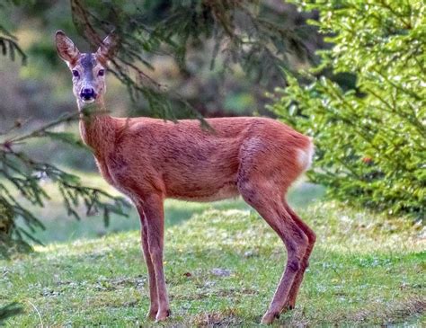 CaprioloChi non si informa adeguatamente in anticipo corre il rischio di ricevere capriolo che non hanno la funzione desiderata o sono realizzati con materiali di qualità inferiore. Se volete un prodotto che soddisfi al meglio le vostre aspettative, dovreste provare un capriolo.
  <p>Per i prodotti si possono trovare test online e confronti tra i prodotti.  I confronti tra i prodotti possono aiutare a confrontare le diverse funzioni o proprietà dei diversi prodotti. Di seguito, spieghiamo perché la ricerca è importante e di cosa si dovrebbe essere consapevoli quando si acquista un articolo.
</p>

<h2>Acquisto di Capriolo - criteri importanti</h2>

<p>Una lista di controllo può aiutarti a evitare di dover cercare informazioni sui prodotti su decine di siti web. Di seguito è riportato un esempio di una lista di controllo che può aiutarvi a trovare il prodotto giusto. Importanti criteri di acquisto includono, ad esempio:
</p><ul>
<li>Opinioni dei clienti</li>
<li>Confronti dei prezzi</li>
<li>Dettagli del prodotto</li>
<li>Termini e condizioni di consegna</li>
<li>Domande dei clienti e risposte dei marchi</li>
</ul>
<h2>Qual è l