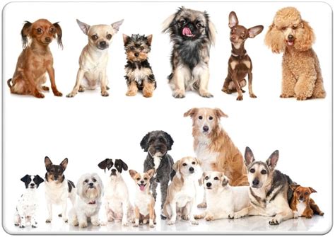 Casa i caniChi non si informa adeguatamente in anticipo corre il rischio di ricevere casa i cani che non hanno la funzione desiderata o sono realizzati con materiali di qualità inferiore. Se volete un prodotto che soddisfi al meglio le vostre aspettative, dovreste provare un casa i cani.
  <p>Per i prodotti si possono trovare test online e confronti tra i prodotti.  I confronti tra i prodotti possono aiutare a confrontare le diverse funzioni o proprietà dei diversi prodotti. Di seguito, spieghiamo perché la ricerca è importante e di cosa si dovrebbe essere consapevoli quando si acquista un articolo.
</p>

<h2>Acquisto di Casa i cani - criteri importanti</h2>

<p>Una lista di controllo può aiutarti a evitare di dover cercare informazioni sui prodotti su decine di siti web. Di seguito è riportato un esempio di una lista di controllo che può aiutarvi a trovare il prodotto giusto. Importanti criteri di acquisto includono, ad esempio:
</p><ul>
<li>Opinioni dei clienti</li>
<li>Confronti dei prezzi</li>
<li>Dettagli del prodotto</li>
<li>Termini e condizioni di consegna</li>
<li>Domande dei clienti e risposte dei marchi</li>
</ul>
<h2>Qual è l