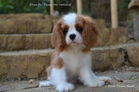 Cavalier king cuccioliChi non si informa adeguatamente in anticipo corre il rischio di ricevere cavalier king cuccioli che non hanno la funzione desiderata o sono realizzati con materiali di qualità inferiore. Se volete un prodotto che soddisfi al meglio le vostre aspettative, dovreste provare un cavalier king cuccioli.
  <p>Per i prodotti si possono trovare test online e confronti tra i prodotti.  I confronti tra i prodotti possono aiutare a confrontare le diverse funzioni o proprietà dei diversi prodotti. Di seguito, spieghiamo perché la ricerca è importante e di cosa si dovrebbe essere consapevoli quando si acquista un articolo.
</p>

<h2>Acquisto di Cavalier king cuccioli - criteri importanti</h2>

<p>Una lista di controllo può aiutarti a evitare di dover cercare informazioni sui prodotti su decine di siti web. Di seguito è riportato un esempio di una lista di controllo che può aiutarvi a trovare il prodotto giusto. Importanti criteri di acquisto includono, ad esempio:
</p><ul>
<li>Opinioni dei clienti</li>
<li>Confronti dei prezzi</li>
<li>Dettagli del prodotto</li>
<li>Termini e condizioni di consegna</li>
<li>Domande dei clienti e risposte dei marchi</li>
</ul>
<h2>Qual è l