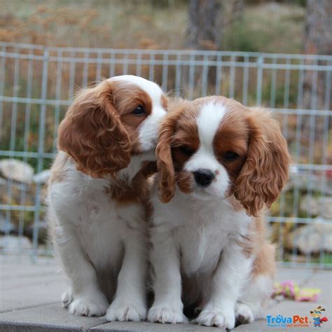 Cavalier king pedigreeChi non si informa adeguatamente in anticipo corre il rischio di ricevere cavalier king pedigree che non hanno la funzione desiderata o sono realizzati con materiali di qualità inferiore. Se volete un prodotto che soddisfi al meglio le vostre aspettative, dovreste provare un cavalier king pedigree.
  <p>Per i prodotti si possono trovare test online e confronti tra i prodotti.  I confronti tra i prodotti possono aiutare a confrontare le diverse funzioni o proprietà dei diversi prodotti. Di seguito, spieghiamo perché la ricerca è importante e di cosa si dovrebbe essere consapevoli quando si acquista un articolo.
</p>

<h2>Acquisto di Cavalier king pedigree - criteri importanti</h2>

<p>Una lista di controllo può aiutarti a evitare di dover cercare informazioni sui prodotti su decine di siti web. Di seguito è riportato un esempio di una lista di controllo che può aiutarvi a trovare il prodotto giusto. Importanti criteri di acquisto includono, ad esempio:
</p><ul>
<li>Opinioni dei clienti</li>
<li>Confronti dei prezzi</li>
<li>Dettagli del prodotto</li>
<li>Termini e condizioni di consegna</li>
<li>Domande dei clienti e risposte dei marchi</li>
</ul>
<h2>Qual è l