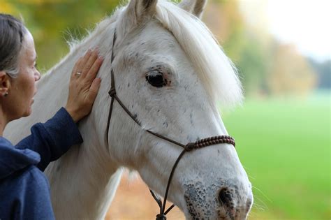 Cavalla ponyChi non si informa adeguatamente in anticipo corre il rischio di ricevere cavalla pony che non hanno la funzione desiderata o sono realizzati con materiali di qualità inferiore. Se volete un prodotto che soddisfi al meglio le vostre aspettative, dovreste provare un cavalla pony.
  <p>Per i prodotti si possono trovare test online e confronti tra i prodotti.  I confronti tra i prodotti possono aiutare a confrontare le diverse funzioni o proprietà dei diversi prodotti. Di seguito, spieghiamo perché la ricerca è importante e di cosa si dovrebbe essere consapevoli quando si acquista un articolo.
</p>

<h2>Acquisto di Cavalla pony - criteri importanti</h2>

<p>Una lista di controllo può aiutarti a evitare di dover cercare informazioni sui prodotti su decine di siti web. Di seguito è riportato un esempio di una lista di controllo che può aiutarvi a trovare il prodotto giusto. Importanti criteri di acquisto includono, ad esempio:
</p><ul>
<li>Opinioni dei clienti</li>
<li>Confronti dei prezzi</li>
<li>Dettagli del prodotto</li>
<li>Termini e condizioni di consegna</li>
<li>Domande dei clienti e risposte dei marchi</li>
</ul>
<h2>Qual è l