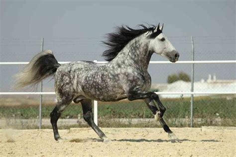 Cavallo andalusoChi non si informa adeguatamente in anticipo corre il rischio di ricevere cavallo andaluso che non hanno la funzione desiderata o sono realizzati con materiali di qualità inferiore. Se volete un prodotto che soddisfi al meglio le vostre aspettative, dovreste provare un cavallo andaluso.
  <p>Per i prodotti si possono trovare test online e confronti tra i prodotti.  I confronti tra i prodotti possono aiutare a confrontare le diverse funzioni o proprietà dei diversi prodotti. Di seguito, spieghiamo perché la ricerca è importante e di cosa si dovrebbe essere consapevoli quando si acquista un articolo.
</p>

<h2>Acquisto di Cavallo andaluso - criteri importanti</h2>

<p>Una lista di controllo può aiutarti a evitare di dover cercare informazioni sui prodotti su decine di siti web. Di seguito è riportato un esempio di una lista di controllo che può aiutarvi a trovare il prodotto giusto. Importanti criteri di acquisto includono, ad esempio:
</p><ul>
<li>Opinioni dei clienti</li>
<li>Confronti dei prezzi</li>
<li>Dettagli del prodotto</li>
<li>Termini e condizioni di consegna</li>
<li>Domande dei clienti e risposte dei marchi</li>
</ul>
<h2>Qual è l