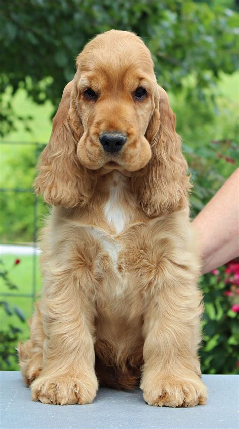 Cocker spanielChi non si informa adeguatamente in anticipo corre il rischio di ricevere cocker spaniel che non hanno la funzione desiderata o sono realizzati con materiali di qualità inferiore. Se volete un prodotto che soddisfi al meglio le vostre aspettative, dovreste provare un cocker spaniel.
  <p>Per i prodotti si possono trovare test online e confronti tra i prodotti.  I confronti tra i prodotti possono aiutare a confrontare le diverse funzioni o proprietà dei diversi prodotti. Di seguito, spieghiamo perché la ricerca è importante e di cosa si dovrebbe essere consapevoli quando si acquista un articolo.
</p>

<h2>Acquisto di Cocker spaniel - criteri importanti</h2>

<p>Una lista di controllo può aiutarti a evitare di dover cercare informazioni sui prodotti su decine di siti web. Di seguito è riportato un esempio di una lista di controllo che può aiutarvi a trovare il prodotto giusto. Importanti criteri di acquisto includono, ad esempio:
</p><ul>
<li>Opinioni dei clienti</li>
<li>Confronti dei prezzi</li>
<li>Dettagli del prodotto</li>
<li>Termini e condizioni di consegna</li>
<li>Domande dei clienti e risposte dei marchi</li>
</ul>
<h2>Qual è l