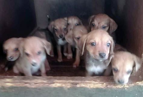 Cuccioli adottareChi non si informa adeguatamente in anticipo corre il rischio di ricevere cuccioli adottare che non hanno la funzione desiderata o sono realizzati con materiali di qualità inferiore. Se volete un prodotto che soddisfi al meglio le vostre aspettative, dovreste provare un cuccioli adottare.
  <p>Per i prodotti si possono trovare test online e confronti tra i prodotti.  I confronti tra i prodotti possono aiutare a confrontare le diverse funzioni o proprietà dei diversi prodotti. Di seguito, spieghiamo perché la ricerca è importante e di cosa si dovrebbe essere consapevoli quando si acquista un articolo.
</p>

<h2>Acquisto di Cuccioli adottare - criteri importanti</h2>

<p>Una lista di controllo può aiutarti a evitare di dover cercare informazioni sui prodotti su decine di siti web. Di seguito è riportato un esempio di una lista di controllo che può aiutarvi a trovare il prodotto giusto. Importanti criteri di acquisto includono, ad esempio:
</p><ul>
<li>Opinioni dei clienti</li>
<li>Confronti dei prezzi</li>
<li>Dettagli del prodotto</li>
<li>Termini e condizioni di consegna</li>
<li>Domande dei clienti e risposte dei marchi</li>
</ul>
<h2>Qual è l