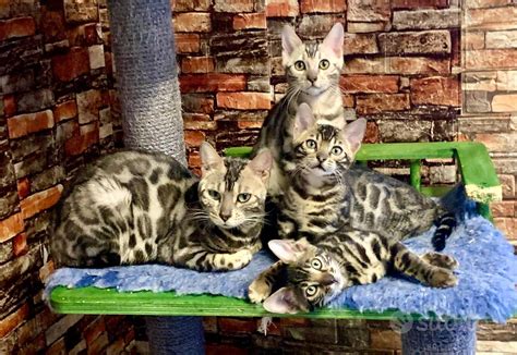 Cuccioli bengalaChi non si informa adeguatamente in anticipo corre il rischio di ricevere cuccioli bengala che non hanno la funzione desiderata o sono realizzati con materiali di qualità inferiore. Se volete un prodotto che soddisfi al meglio le vostre aspettative, dovreste provare un cuccioli bengala.
  <p>Per i prodotti si possono trovare test online e confronti tra i prodotti.  I confronti tra i prodotti possono aiutare a confrontare le diverse funzioni o proprietà dei diversi prodotti. Di seguito, spieghiamo perché la ricerca è importante e di cosa si dovrebbe essere consapevoli quando si acquista un articolo.
</p>

<h2>Acquisto di Cuccioli bengala - criteri importanti</h2>

<p>Una lista di controllo può aiutarti a evitare di dover cercare informazioni sui prodotti su decine di siti web. Di seguito è riportato un esempio di una lista di controllo che può aiutarvi a trovare il prodotto giusto. Importanti criteri di acquisto includono, ad esempio:
</p><ul>
<li>Opinioni dei clienti</li>
<li>Confronti dei prezzi</li>
<li>Dettagli del prodotto</li>
<li>Termini e condizioni di consegna</li>
<li>Domande dei clienti e risposte dei marchi</li>
</ul>
<h2>Qual è l