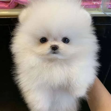Cuccioli bianchiChi non si informa adeguatamente in anticipo corre il rischio di ricevere cuccioli bianchi che non hanno la funzione desiderata o sono realizzati con materiali di qualità inferiore. Se volete un prodotto che soddisfi al meglio le vostre aspettative, dovreste provare un cuccioli bianchi.
  <p>Per i prodotti si possono trovare test online e confronti tra i prodotti.  I confronti tra i prodotti possono aiutare a confrontare le diverse funzioni o proprietà dei diversi prodotti. Di seguito, spieghiamo perché la ricerca è importante e di cosa si dovrebbe essere consapevoli quando si acquista un articolo.
</p>

<h2>Acquisto di Cuccioli bianchi - criteri importanti</h2>

<p>Una lista di controllo può aiutarti a evitare di dover cercare informazioni sui prodotti su decine di siti web. Di seguito è riportato un esempio di una lista di controllo che può aiutarvi a trovare il prodotto giusto. Importanti criteri di acquisto includono, ad esempio:
</p><ul>
<li>Opinioni dei clienti</li>
<li>Confronti dei prezzi</li>
<li>Dettagli del prodotto</li>
<li>Termini e condizioni di consegna</li>
<li>Domande dei clienti e risposte dei marchi</li>
</ul>
<h2>Qual è l