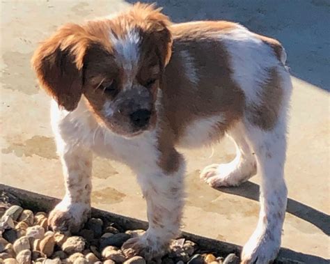 Cuccioli bretonChi non si informa adeguatamente in anticipo corre il rischio di ricevere cuccioli breton che non hanno la funzione desiderata o sono realizzati con materiali di qualità inferiore. Se volete un prodotto che soddisfi al meglio le vostre aspettative, dovreste provare un cuccioli breton.
  <p>Per i prodotti si possono trovare test online e confronti tra i prodotti.  I confronti tra i prodotti possono aiutare a confrontare le diverse funzioni o proprietà dei diversi prodotti. Di seguito, spieghiamo perché la ricerca è importante e di cosa si dovrebbe essere consapevoli quando si acquista un articolo.
</p>

<h2>Acquisto di Cuccioli breton - criteri importanti</h2>

<p>Una lista di controllo può aiutarti a evitare di dover cercare informazioni sui prodotti su decine di siti web. Di seguito è riportato un esempio di una lista di controllo che può aiutarvi a trovare il prodotto giusto. Importanti criteri di acquisto includono, ad esempio:
</p><ul>
<li>Opinioni dei clienti</li>
<li>Confronti dei prezzi</li>
<li>Dettagli del prodotto</li>
<li>Termini e condizioni di consegna</li>
<li>Domande dei clienti e risposte dei marchi</li>
</ul>
<h2>Qual è l