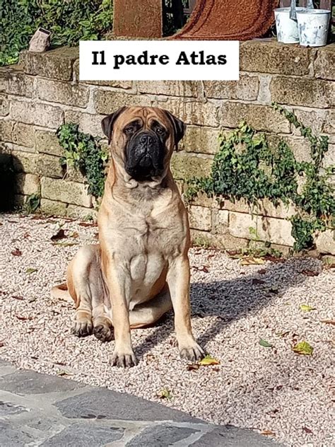 Cuccioli bullmastiffChi non si informa adeguatamente in anticipo corre il rischio di ricevere cuccioli bullmastiff che non hanno la funzione desiderata o sono realizzati con materiali di qualità inferiore. Se volete un prodotto che soddisfi al meglio le vostre aspettative, dovreste provare un cuccioli bullmastiff.
  <p>Per i prodotti si possono trovare test online e confronti tra i prodotti.  I confronti tra i prodotti possono aiutare a confrontare le diverse funzioni o proprietà dei diversi prodotti. Di seguito, spieghiamo perché la ricerca è importante e di cosa si dovrebbe essere consapevoli quando si acquista un articolo.
</p>

<h2>Acquisto di Cuccioli bullmastiff - criteri importanti</h2>

<p>Una lista di controllo può aiutarti a evitare di dover cercare informazioni sui prodotti su decine di siti web. Di seguito è riportato un esempio di una lista di controllo che può aiutarvi a trovare il prodotto giusto. Importanti criteri di acquisto includono, ad esempio:
</p><ul>
<li>Opinioni dei clienti</li>
<li>Confronti dei prezzi</li>
<li>Dettagli del prodotto</li>
<li>Termini e condizioni di consegna</li>
<li>Domande dei clienti e risposte dei marchi</li>
</ul>
<h2>Qual è l