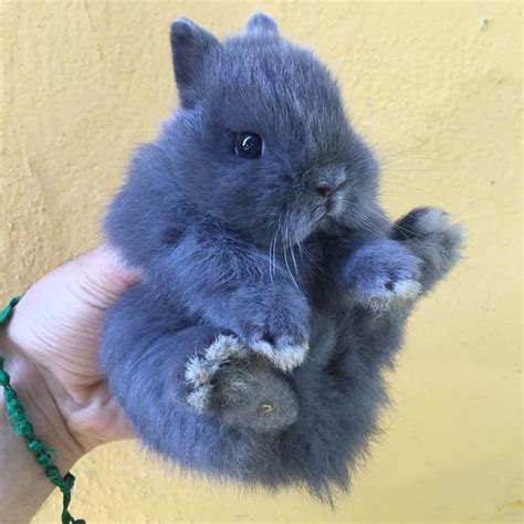 Cuccioli coniglioChi non si informa adeguatamente in anticipo corre il rischio di ricevere cuccioli coniglio che non hanno la funzione desiderata o sono realizzati con materiali di qualità inferiore. Se volete un prodotto che soddisfi al meglio le vostre aspettative, dovreste provare un cuccioli coniglio.
  <p>Per i prodotti si possono trovare test online e confronti tra i prodotti.  I confronti tra i prodotti possono aiutare a confrontare le diverse funzioni o proprietà dei diversi prodotti. Di seguito, spieghiamo perché la ricerca è importante e di cosa si dovrebbe essere consapevoli quando si acquista un articolo.
</p>

<h2>Acquisto di Cuccioli coniglio - criteri importanti</h2>

<p>Una lista di controllo può aiutarti a evitare di dover cercare informazioni sui prodotti su decine di siti web. Di seguito è riportato un esempio di una lista di controllo che può aiutarvi a trovare il prodotto giusto. Importanti criteri di acquisto includono, ad esempio:
</p><ul>
<li>Opinioni dei clienti</li>
<li>Confronti dei prezzi</li>
<li>Dettagli del prodotto</li>
<li>Termini e condizioni di consegna</li>
<li>Domande dei clienti e risposte dei marchi</li>
</ul>
<h2>Qual è l