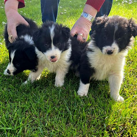 Cuccioli due mesiChi non si informa adeguatamente in anticipo corre il rischio di ricevere cuccioli due mesi che non hanno la funzione desiderata o sono realizzati con materiali di qualità inferiore. Se volete un prodotto che soddisfi al meglio le vostre aspettative, dovreste provare un cuccioli due mesi.
  <p>Per i prodotti si possono trovare test online e confronti tra i prodotti.  I confronti tra i prodotti possono aiutare a confrontare le diverse funzioni o proprietà dei diversi prodotti. Di seguito, spieghiamo perché la ricerca è importante e di cosa si dovrebbe essere consapevoli quando si acquista un articolo.
</p>

<h2>Acquisto di Cuccioli due mesi - criteri importanti</h2>

<p>Una lista di controllo può aiutarti a evitare di dover cercare informazioni sui prodotti su decine di siti web. Di seguito è riportato un esempio di una lista di controllo che può aiutarvi a trovare il prodotto giusto. Importanti criteri di acquisto includono, ad esempio:
</p><ul>
<li>Opinioni dei clienti</li>
<li>Confronti dei prezzi</li>
<li>Dettagli del prodotto</li>
<li>Termini e condizioni di consegna</li>
<li>Domande dei clienti e risposte dei marchi</li>
</ul>
<h2>Qual è l