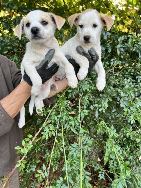 Cuccioli incrocioChi non si informa adeguatamente in anticipo corre il rischio di ricevere cuccioli incrocio che non hanno la funzione desiderata o sono realizzati con materiali di qualità inferiore. Se volete un prodotto che soddisfi al meglio le vostre aspettative, dovreste provare un cuccioli incrocio.
  <p>Per i prodotti si possono trovare test online e confronti tra i prodotti.  I confronti tra i prodotti possono aiutare a confrontare le diverse funzioni o proprietà dei diversi prodotti. Di seguito, spieghiamo perché la ricerca è importante e di cosa si dovrebbe essere consapevoli quando si acquista un articolo.
</p>

<h2>Acquisto di Cuccioli incrocio - criteri importanti</h2>

<p>Una lista di controllo può aiutarti a evitare di dover cercare informazioni sui prodotti su decine di siti web. Di seguito è riportato un esempio di una lista di controllo che può aiutarvi a trovare il prodotto giusto. Importanti criteri di acquisto includono, ad esempio:
</p><ul>
<li>Opinioni dei clienti</li>
<li>Confronti dei prezzi</li>
<li>Dettagli del prodotto</li>
<li>Termini e condizioni di consegna</li>
<li>Domande dei clienti e risposte dei marchi</li>
</ul>
<h2>Qual è l