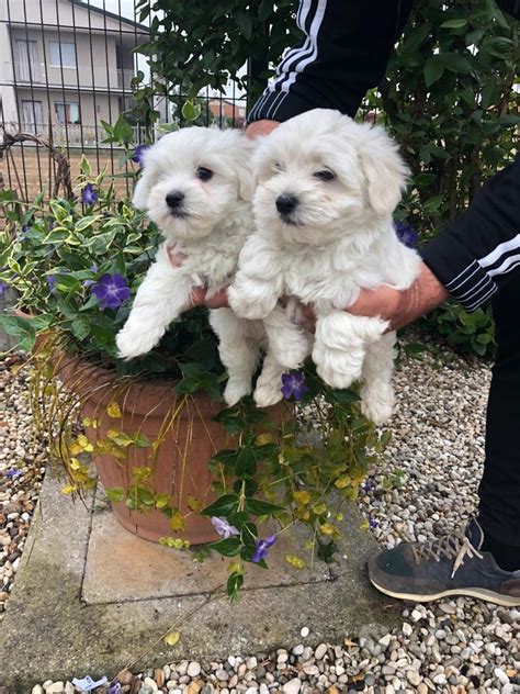 Cuccioli malteseChi non si informa adeguatamente in anticipo corre il rischio di ricevere cuccioli maltese che non hanno la funzione desiderata o sono realizzati con materiali di qualità inferiore. Se volete un prodotto che soddisfi al meglio le vostre aspettative, dovreste provare un cuccioli maltese.
  <p>Per i prodotti si possono trovare test online e confronti tra i prodotti.  I confronti tra i prodotti possono aiutare a confrontare le diverse funzioni o proprietà dei diversi prodotti. Di seguito, spieghiamo perché la ricerca è importante e di cosa si dovrebbe essere consapevoli quando si acquista un articolo.
</p>

<h2>Acquisto di Cuccioli maltese - criteri importanti</h2>

<p>Una lista di controllo può aiutarti a evitare di dover cercare informazioni sui prodotti su decine di siti web. Di seguito è riportato un esempio di una lista di controllo che può aiutarvi a trovare il prodotto giusto. Importanti criteri di acquisto includono, ad esempio:
</p><ul>
<li>Opinioni dei clienti</li>
<li>Confronti dei prezzi</li>
<li>Dettagli del prodotto</li>
<li>Termini e condizioni di consegna</li>
<li>Domande dei clienti e risposte dei marchi</li>
</ul>
<h2>Qual è l