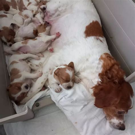 Cuccioli maschiChi non si informa adeguatamente in anticipo corre il rischio di ricevere cuccioli maschi che non hanno la funzione desiderata o sono realizzati con materiali di qualità inferiore. Se volete un prodotto che soddisfi al meglio le vostre aspettative, dovreste provare un cuccioli maschi.
  <p>Per i prodotti si possono trovare test online e confronti tra i prodotti.  I confronti tra i prodotti possono aiutare a confrontare le diverse funzioni o proprietà dei diversi prodotti. Di seguito, spieghiamo perché la ricerca è importante e di cosa si dovrebbe essere consapevoli quando si acquista un articolo.
</p>

<h2>Acquisto di Cuccioli maschi - criteri importanti</h2>

<p>Una lista di controllo può aiutarti a evitare di dover cercare informazioni sui prodotti su decine di siti web. Di seguito è riportato un esempio di una lista di controllo che può aiutarvi a trovare il prodotto giusto. Importanti criteri di acquisto includono, ad esempio:
</p><ul>
<li>Opinioni dei clienti</li>
<li>Confronti dei prezzi</li>
<li>Dettagli del prodotto</li>
<li>Termini e condizioni di consegna</li>
<li>Domande dei clienti e risposte dei marchi</li>
</ul>
<h2>Qual è l