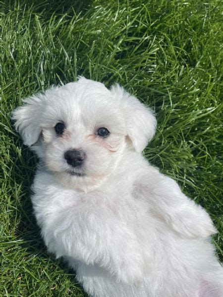 Cuccioli razza malteseChi non si informa adeguatamente in anticipo corre il rischio di ricevere cuccioli razza maltese che non hanno la funzione desiderata o sono realizzati con materiali di qualità inferiore. Se volete un prodotto che soddisfi al meglio le vostre aspettative, dovreste provare un cuccioli razza maltese.
  <p>Per i prodotti si possono trovare test online e confronti tra i prodotti.  I confronti tra i prodotti possono aiutare a confrontare le diverse funzioni o proprietà dei diversi prodotti. Di seguito, spieghiamo perché la ricerca è importante e di cosa si dovrebbe essere consapevoli quando si acquista un articolo.
</p>

<h2>Acquisto di Cuccioli razza maltese - criteri importanti</h2>

<p>Una lista di controllo può aiutarti a evitare di dover cercare informazioni sui prodotti su decine di siti web. Di seguito è riportato un esempio di una lista di controllo che può aiutarvi a trovare il prodotto giusto. Importanti criteri di acquisto includono, ad esempio:
</p><ul>
<li>Opinioni dei clienti</li>
<li>Confronti dei prezzi</li>
<li>Dettagli del prodotto</li>
<li>Termini e condizioni di consegna</li>
<li>Domande dei clienti e risposte dei marchi</li>
</ul>
<h2>Qual è l